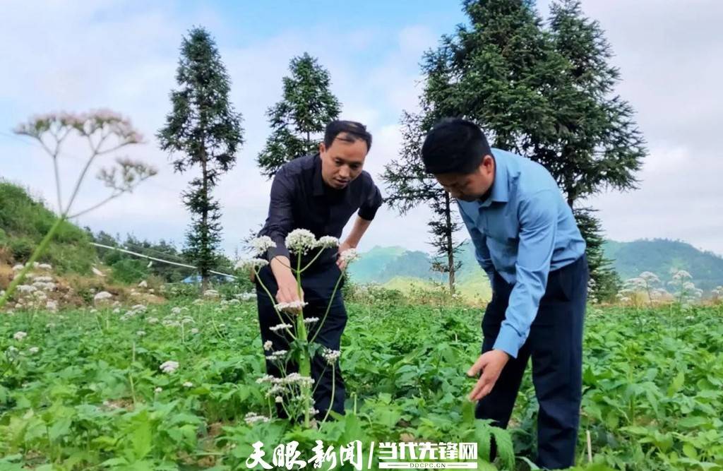 剑河革东：缬草花开助增收 中药材注能乡村振兴