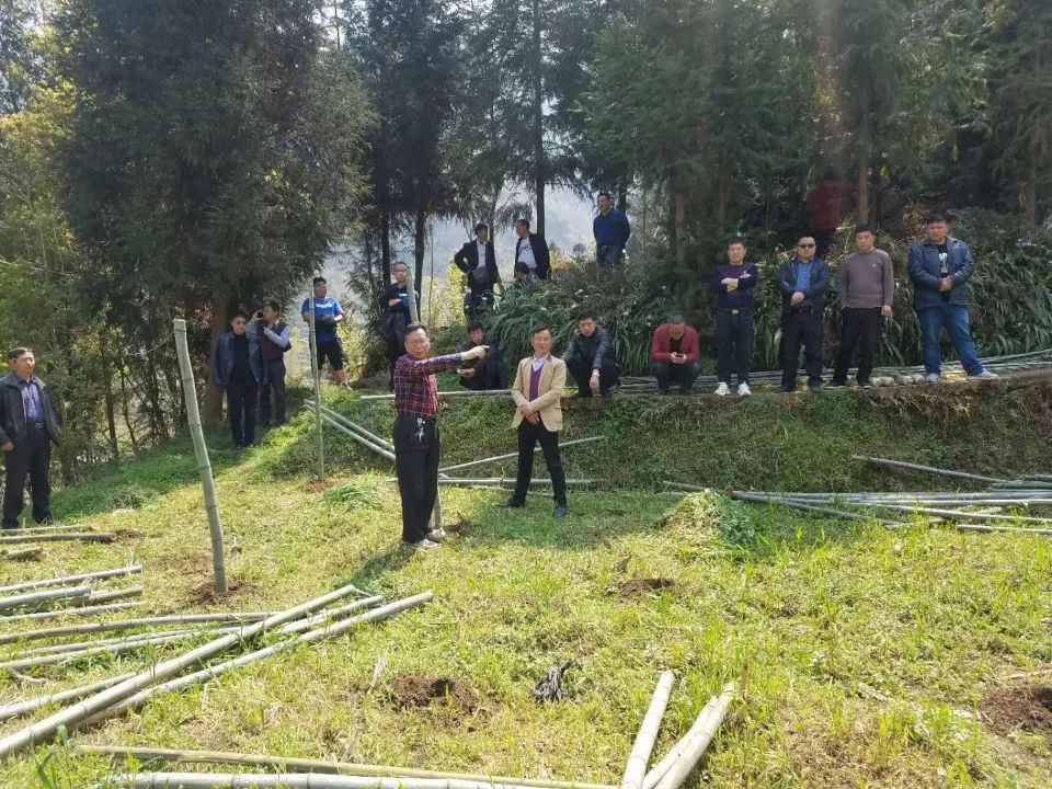 竹荪怎么种植技术_种植竹荪的全过程_种植竹荪技术要点