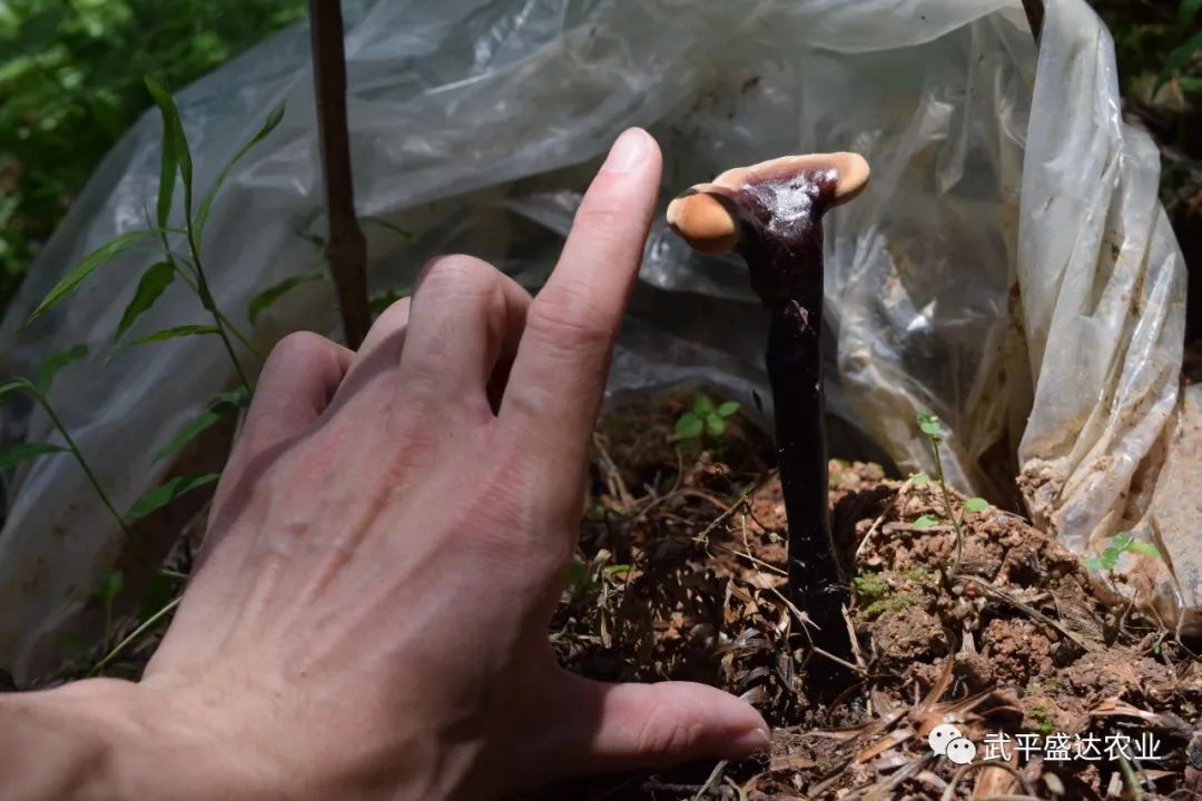 视频灵芝种植技术教程_灵芝种植技术视频_视频灵芝种植技术大全