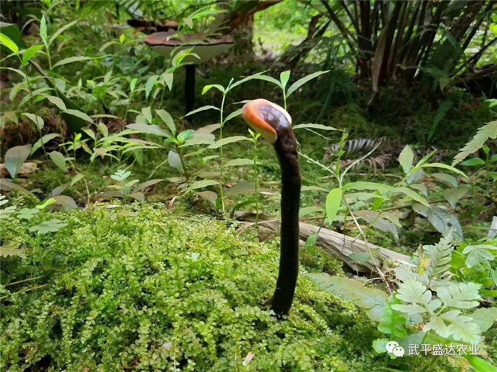视频灵芝种植技术大全_视频灵芝种植技术教程_灵芝种植技术视频