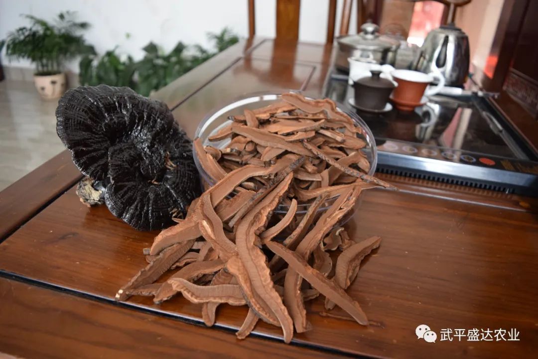 灵芝种植技术视频_视频灵芝种植技术大全_视频灵芝种植技术教程
