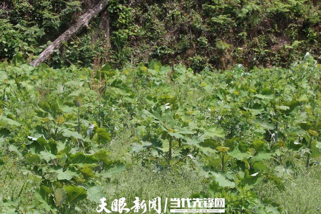 缬草种植致富_缬草种植亩效益_致富种植缬草图片