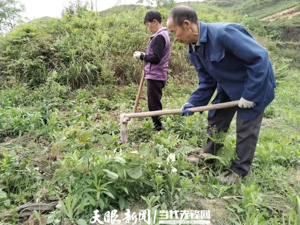 致富种植缬草图片_缬草种植亩效益_缬草种植致富