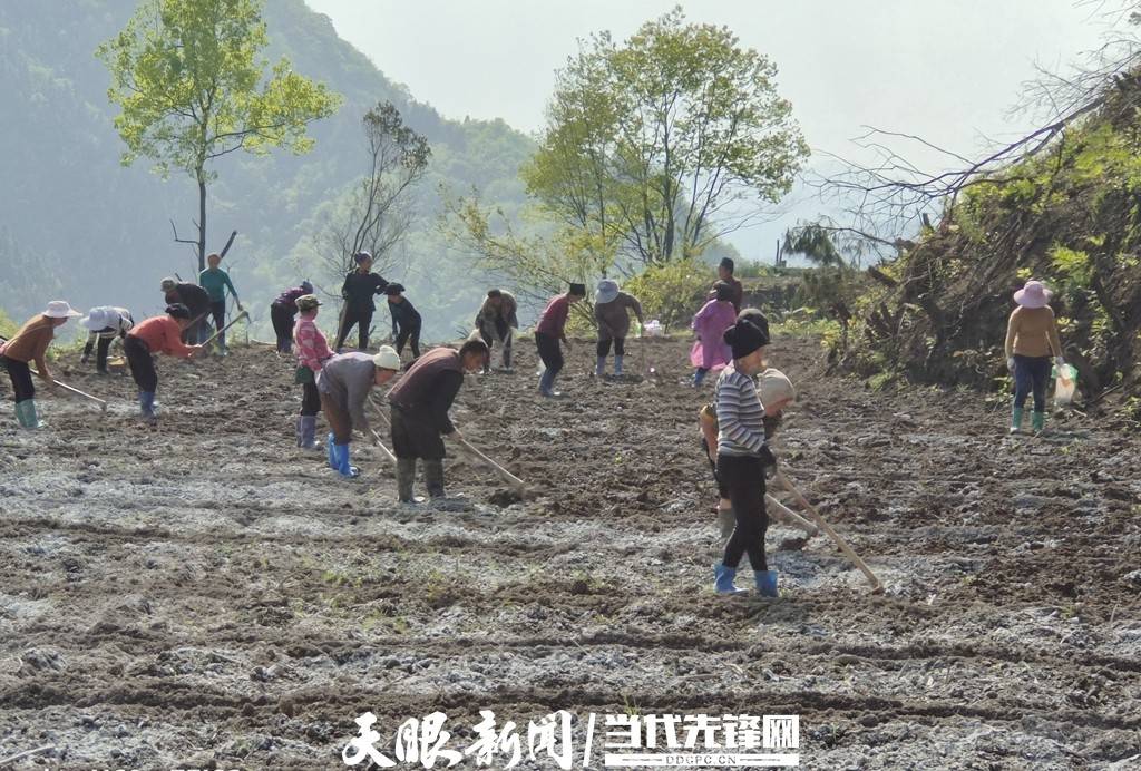 致富种植缬草图片_缬草种植亩效益_缬草种植致富