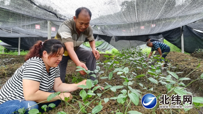 特种农民种植致富_农村特种种植_特种种植致富项目