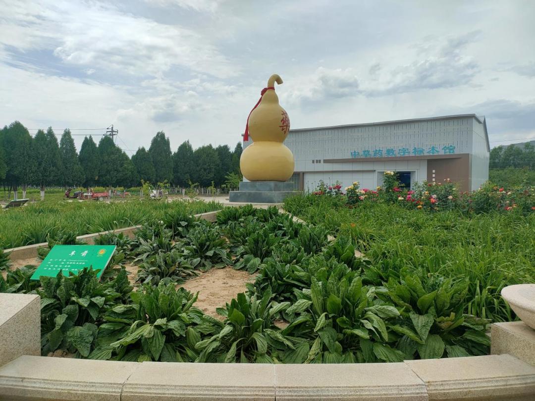 甘肃黄芪种植致富_甘肃产黄芪价格零售价格_甘肃黄芪主产地在哪里