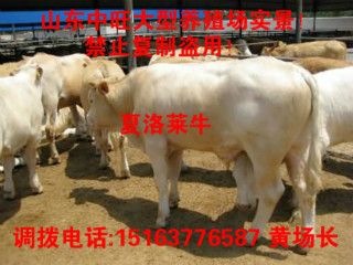 杜泊绵羊养殖场_杜泊绵羊种羊_杜泊绵羊养殖技术