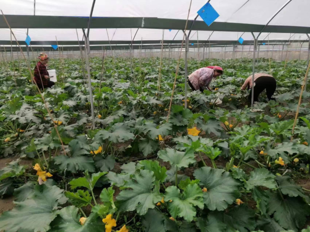 小瓜种植致富_种瓜娄挣钱吗_小瓜种植视频