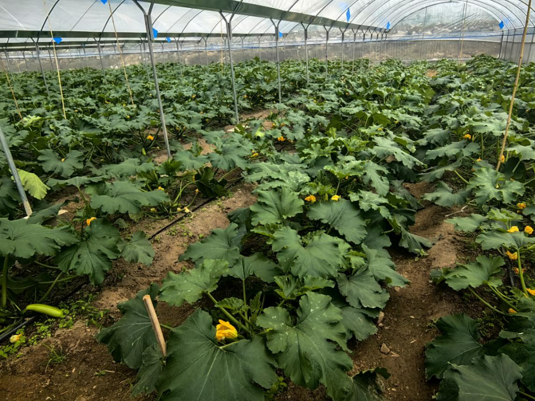 小瓜种植致富_小瓜种植视频_种瓜娄挣钱吗