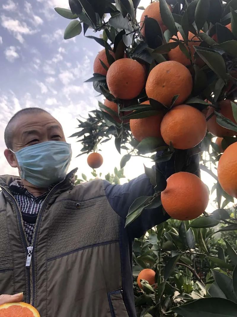 芒果栽培技术视频_大棚芒果种植技术视频_芒果种植管理视频
