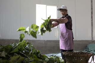 桑蚕养殖业_养殖桑蚕致富_养桑蚕赚钱吗