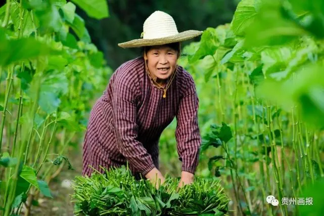 桑蚕养殖业_养桑蚕赚钱吗_养殖桑蚕致富