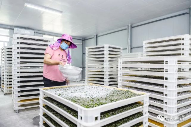 桑蚕养殖业_养桑蚕赚钱吗_养殖桑蚕致富