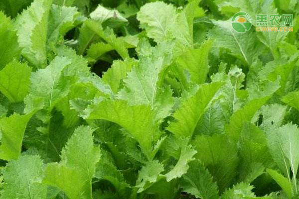 2023年种植什么农作物最赚钱？