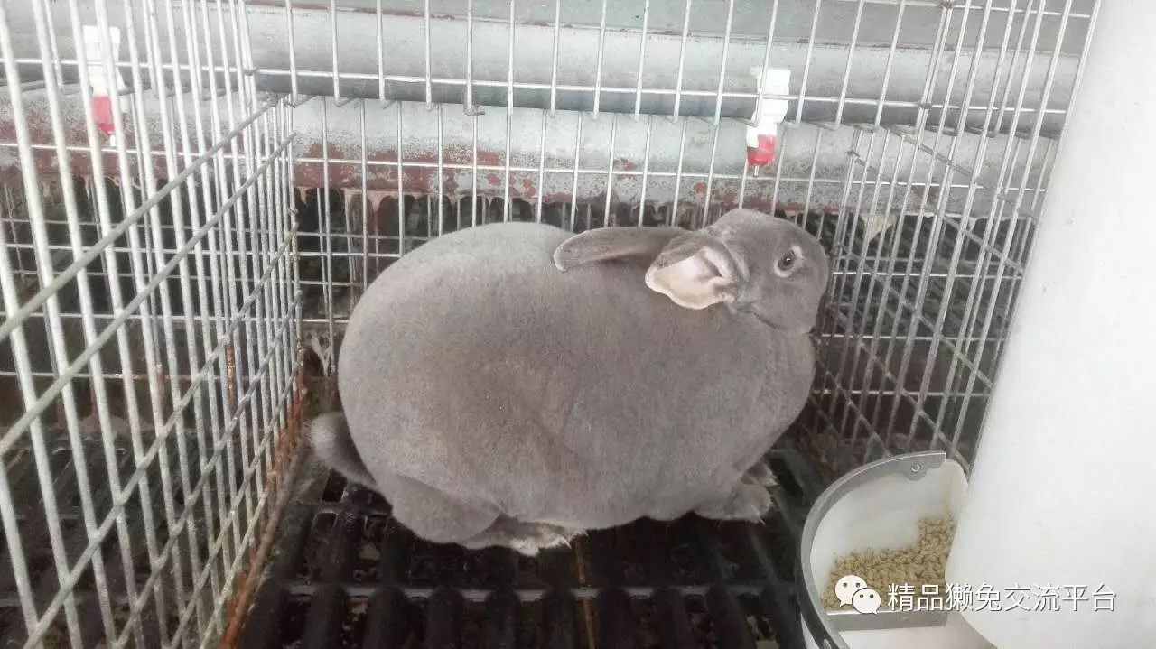 前景养殖獭兔技术成熟吗_养殖獭兔效益怎么样_獭兔养殖技术前景
