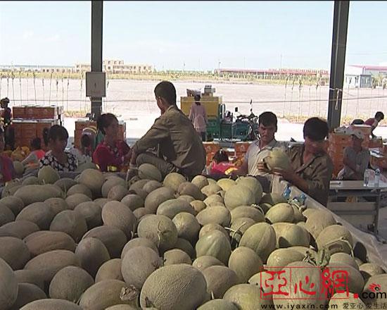 中国梦·脱贫攻坚看新疆｜麦盖提“刀郎土瓜”成为农民增收致富的“金瓜蛋”