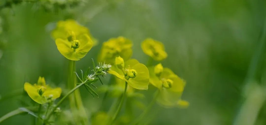 芥菜种植技术_荊芥种植_种植荊芥致富