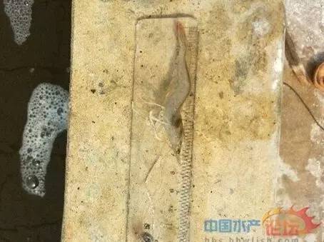 小龙虾工厂化养殖技术_现代化龙虾工厂养殖视频_小龙虾工厂化养殖技术视频