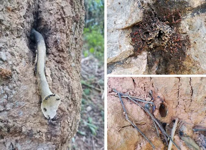 养蜂致富信息_致富经意蜂养殖视频_致富经养殖蜜蜂视频
