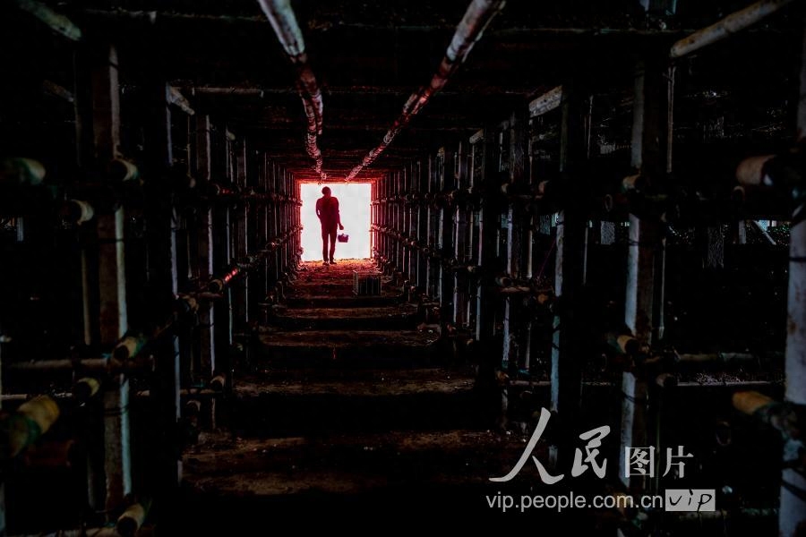 安徽五河：独臂“蘑菇大王”带乡邻致富