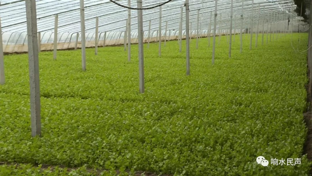 种花致富经_花卉带动致富路_农民种植花卉致富