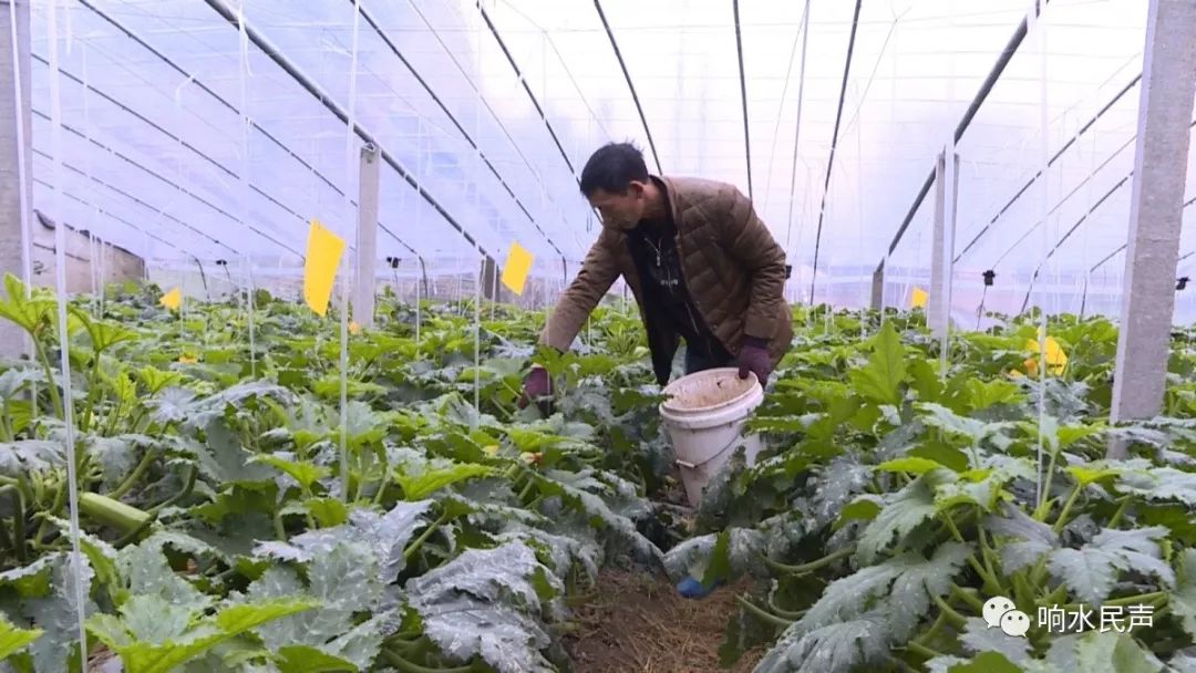 农民种植花卉致富_种花致富经_花卉带动致富路