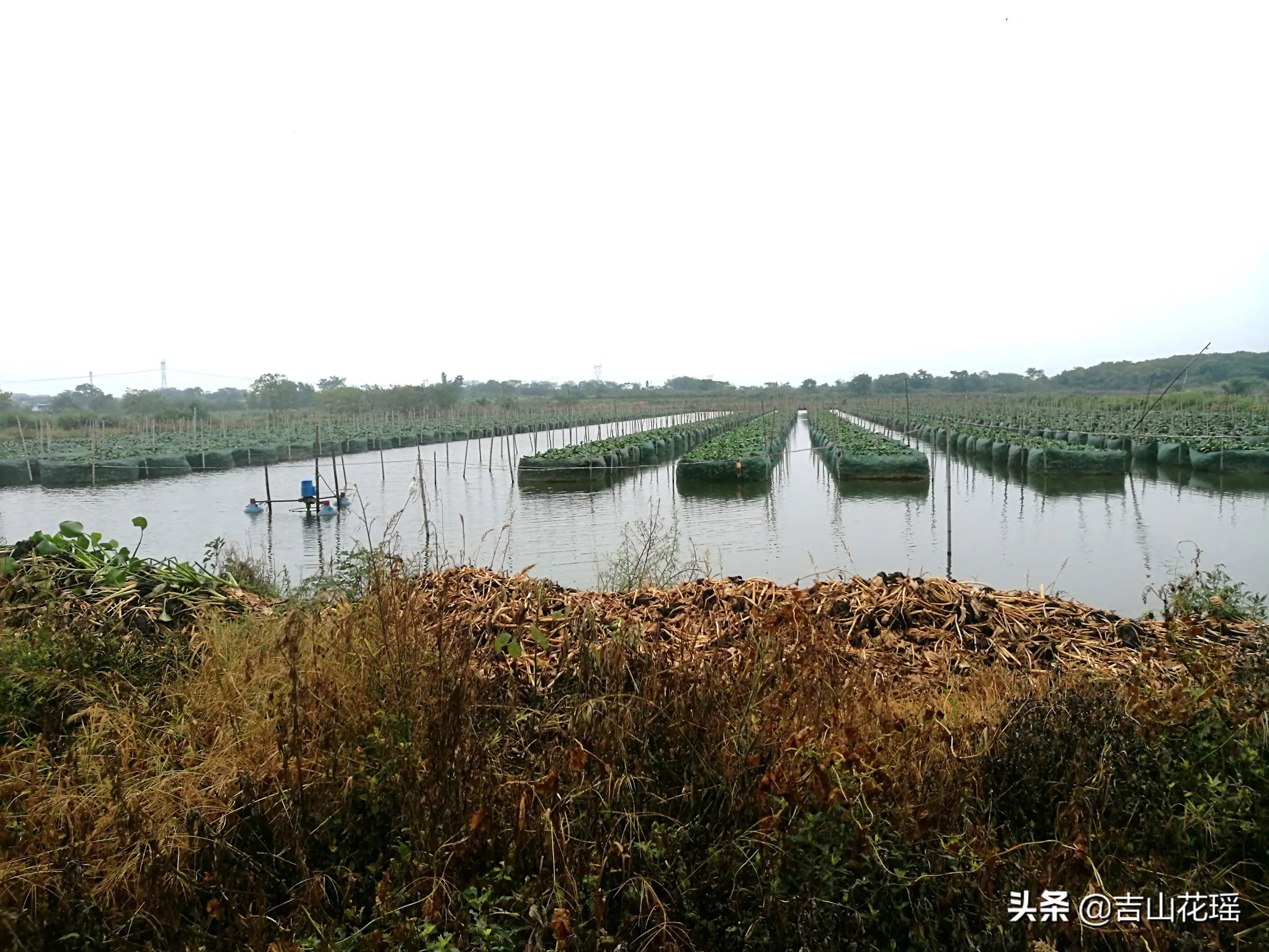 网箱养鱼技术，网箱养鱼技术