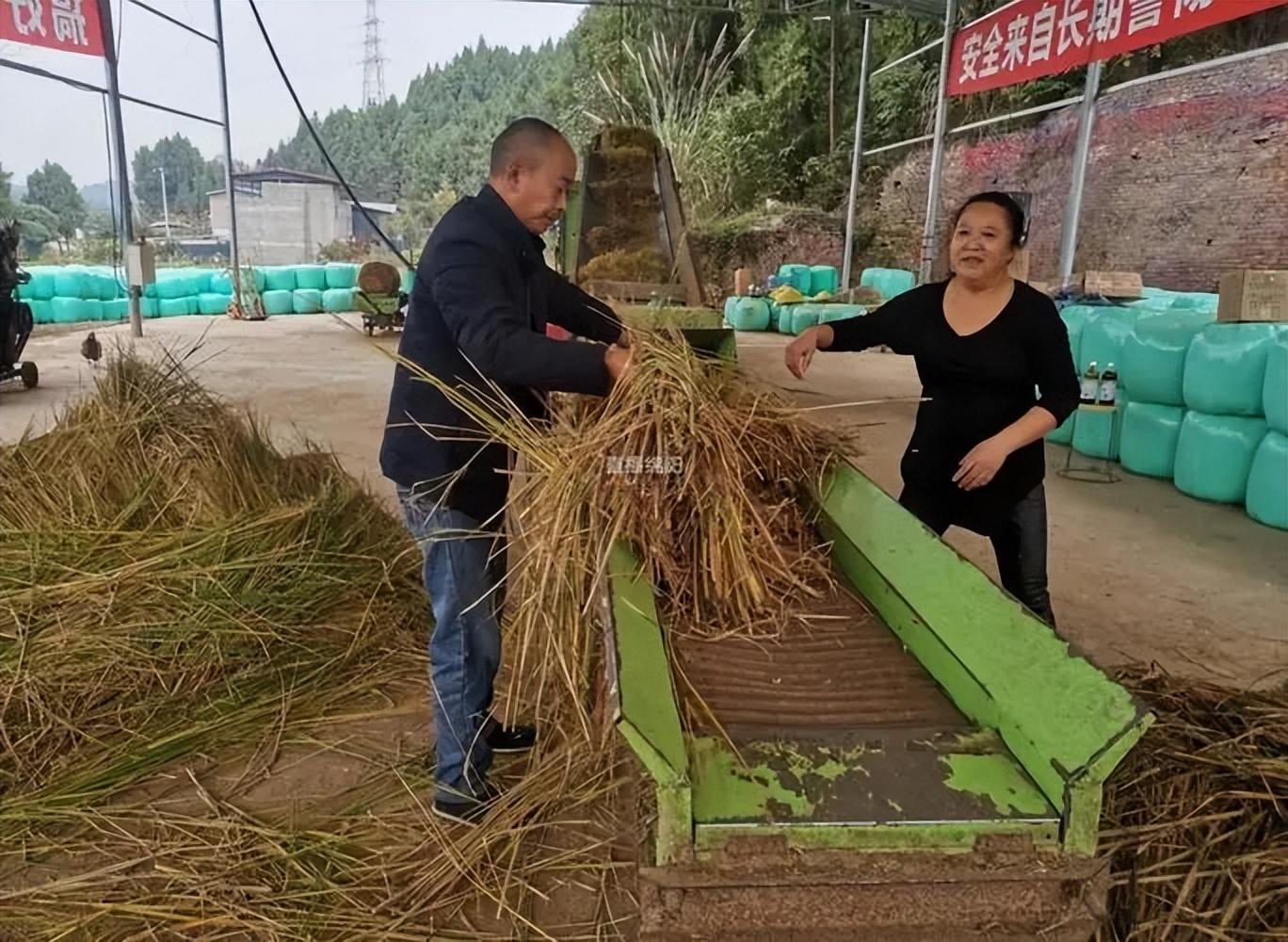 农村秸秆的致富经_种植秸秆挣钱吗_秸秆种植致富宝