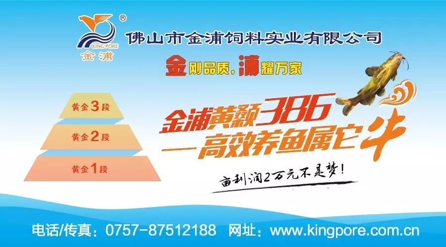 网箱养殖大黄鱼_黄颡鱼网箱养殖最新技术_黄颡鱼网箱养殖技术