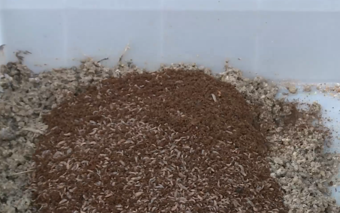 食用水虻的养殖技术_虻虫人工养殖_罴水虻养殖技术视频