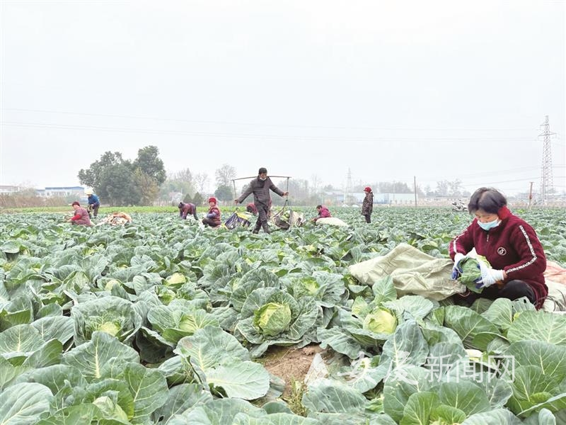 　　4月2日，怀宁县石牌镇青圩村村民在蔬菜基地采摘蔬菜。 通讯员 怀扬 摄