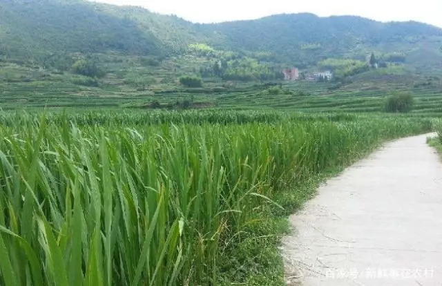 栽培种植茭白技术规程_茭白栽培种植技术_栽培种植茭白技术要求