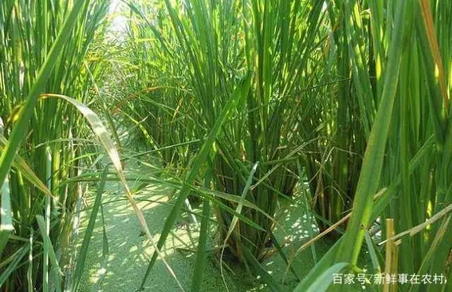 茭白栽培种植技术_栽培种植茭白技术要求_栽培种植茭白技术规程