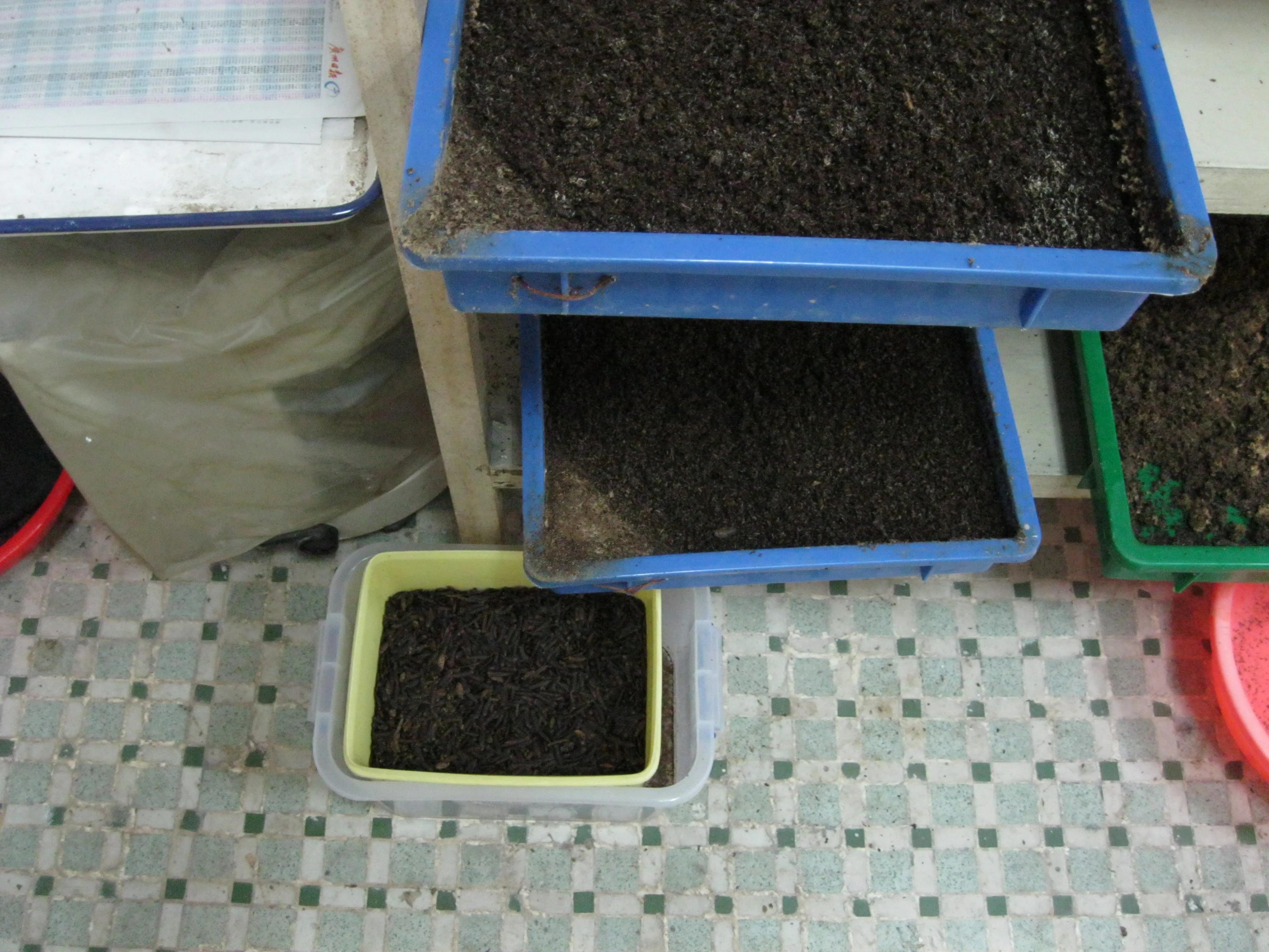 虻虫人工养殖_食用水虻的养殖技术_水虻养殖视频