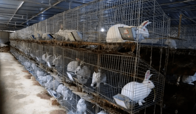 兔养殖致富_致富经养兔致富视频_致富经兔子养殖技术视频