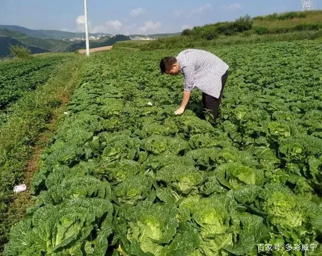 致富经芸豆种植_芸豆种植_致富种植芸豆怎么样