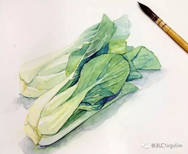 越冬种植包菜技术视频_越冬种植包菜技术与管理_越冬包菜的种植技术