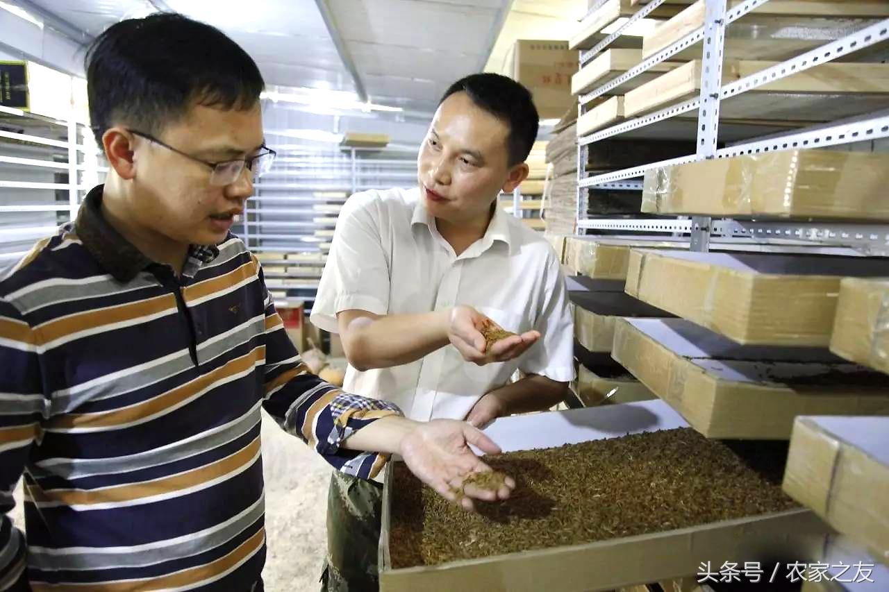 致富经蝎子养殖成功案例_蝎子致富经_致富经养蝎子是哪一期