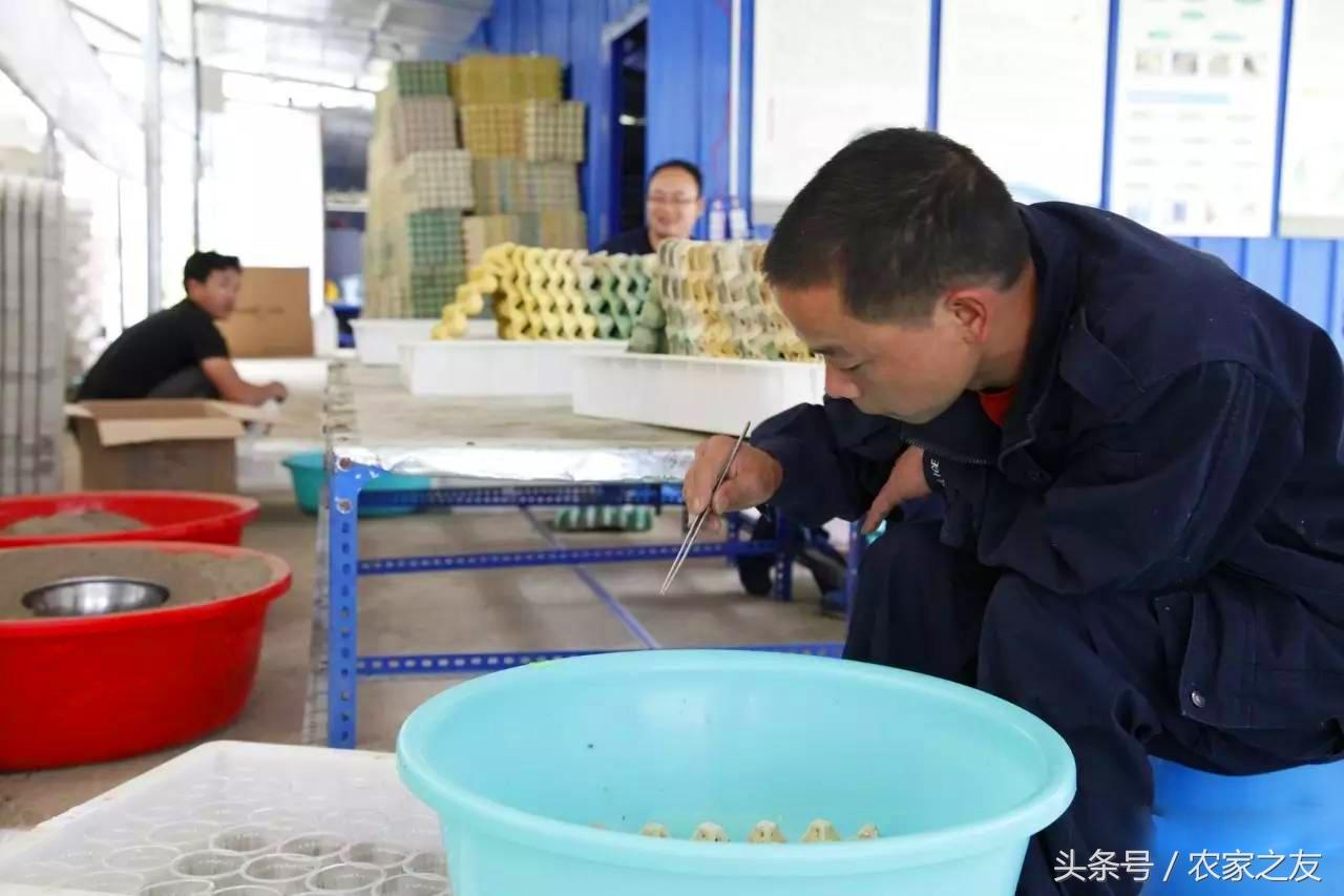 致富经蝎子养殖成功案例_致富经养蝎子是哪一期_蝎子致富经