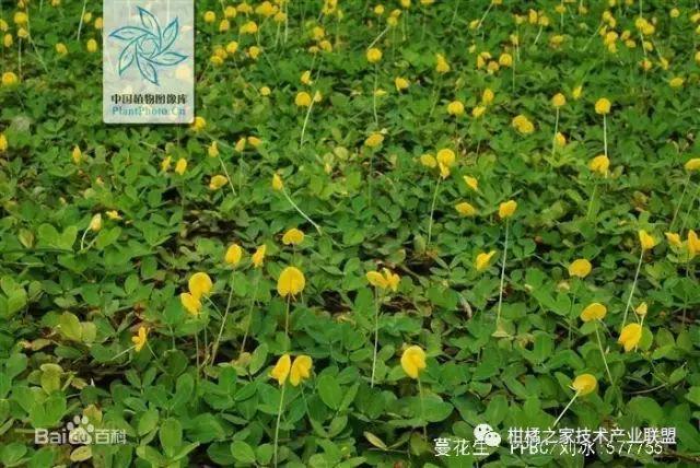 酸浆果种植技术_酸浆植物_酸浆种植技术详解