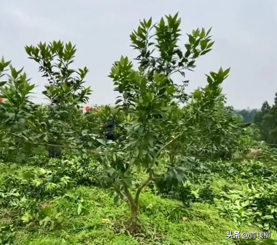 晚熟杂柑土壤管理技术