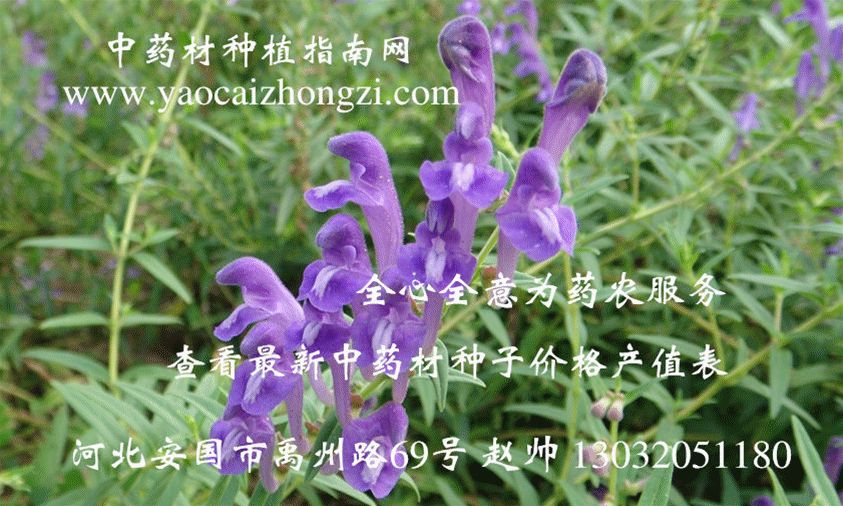 中药黄芩的种植方法_药材种植黄芩技术中的作用_中药材黄芩的种植技术