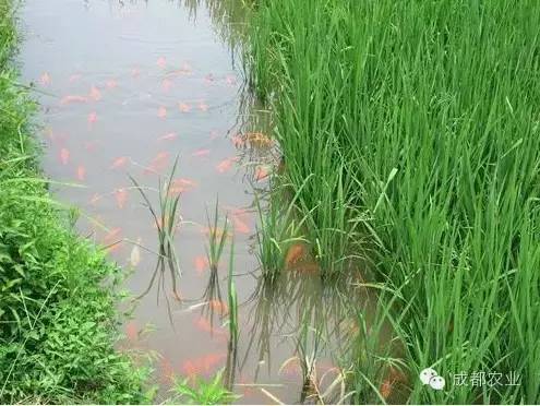 甲虫养殖注意事项_甲虫养殖有什么用_甲虫养殖致富方法