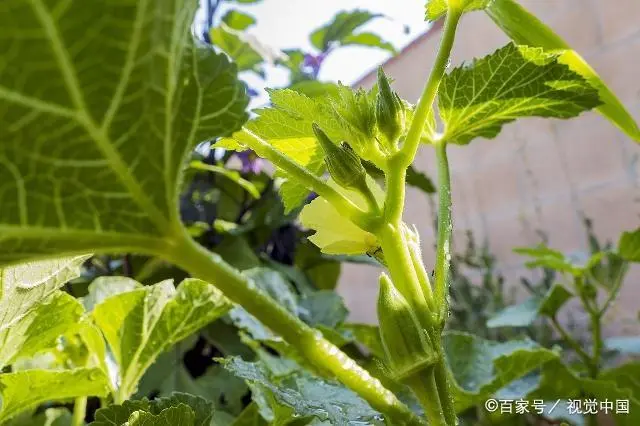 2019年农村种植致富项目有哪些？这几个种植成本低，效益可观！