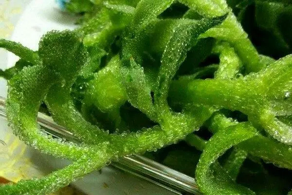 勒马回种植致富_勒马回草药_勒马回中草药