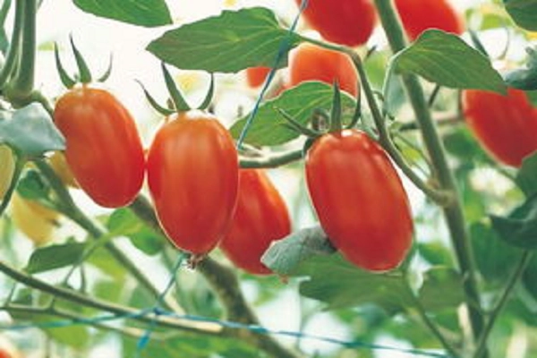 勒马回草药_勒马回中草药_勒马回种植致富