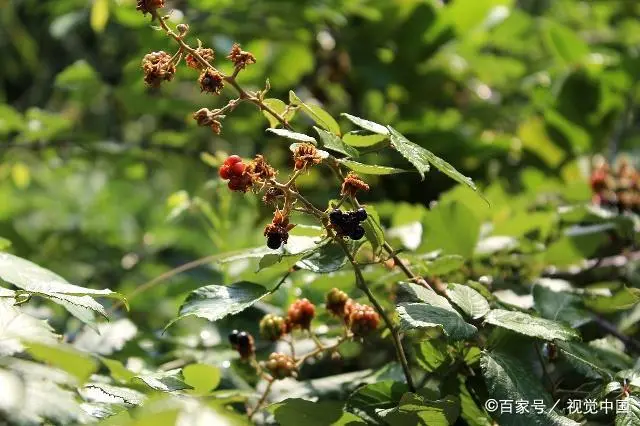 勒马回种植致富_勒马回中草药_勒马回草药