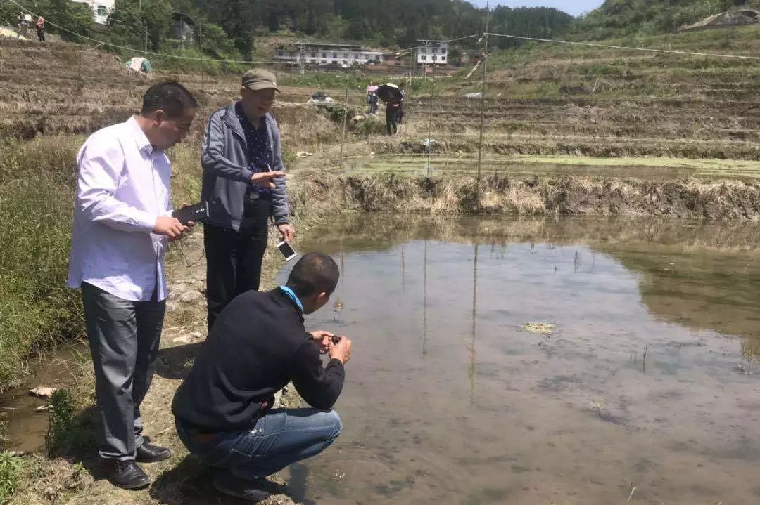 水稻田养河虾_稻田河虾养殖技术_稻田养殖河虾新技术