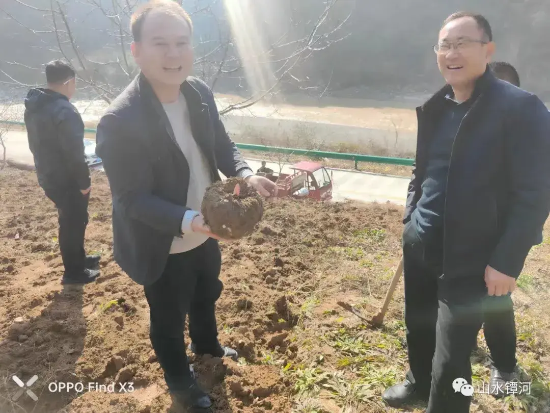 致富经魔芋种植技术视频_魔芋种植致富宝_魔芋种植保险