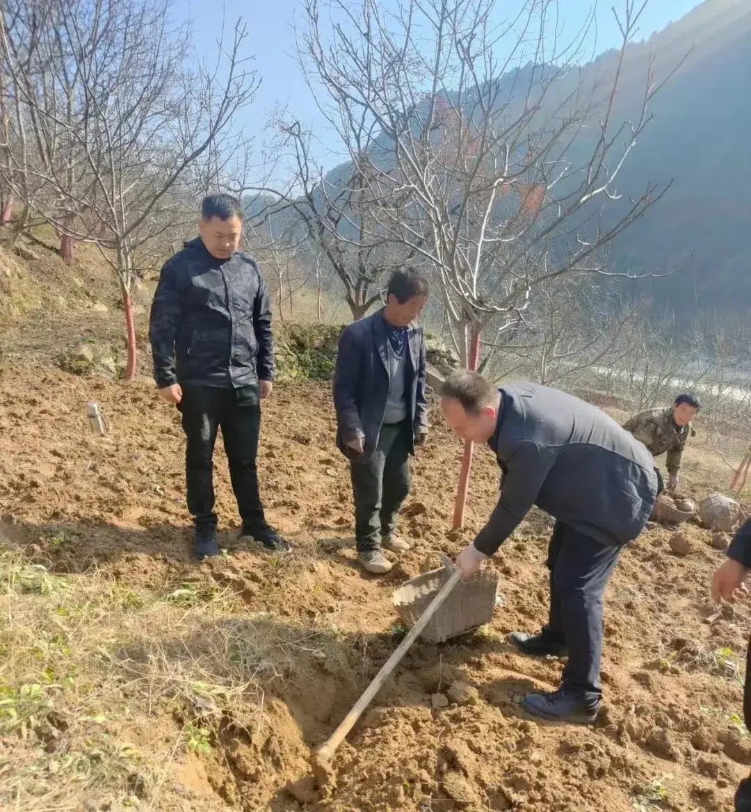 致富经魔芋种植技术视频_魔芋种植致富宝_魔芋种植保险